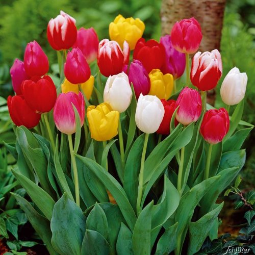 Triumph-Tulpenzwiebeln Bunte Mischung - 5 Farben - Blumenzwiebeln, mehrjährig & robust - Triumph-Tulpe Bunte Mischung - 25 Tulpen-Zwiebeln von Garten Schlüter - Pflanzen in Top Qualität Triumph-Tulpenzwiebeln Bunte Mischung - 5 Farben - Blumenzwiebeln, mehrjährig & robust - Triumph-Tulpe Bunte Mischung - 25 Tulpen-Zwiebeln von Garten Schlüter - Pflanzen in Top Qualität von Garten Schlüter