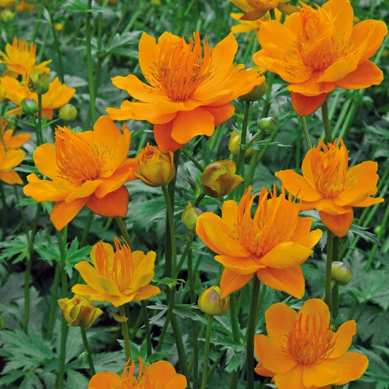 Trollblume &#039;Goldkönigin&#039; Lieferform: Im 9 cm Topf von Garten Schlüter