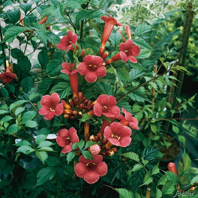 Trompetenblume 'Flamenco' von Garten Schlüter