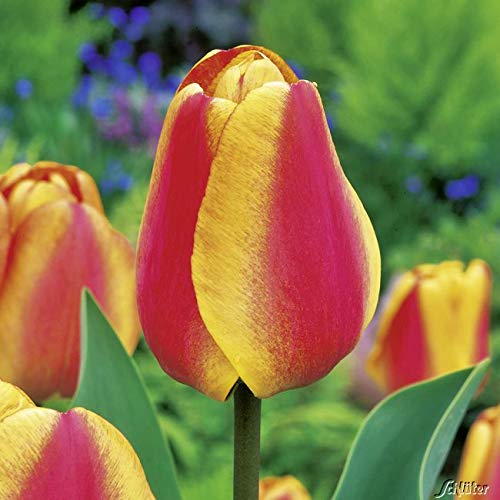 Tulpenzwiebeln Apeldoorn´s Elite Rot-Orange - Blumenzwiebeln, mehrjährig & robust- Darwin-Hybrid Tulpe Apeldoorn´s Elite - 10 Tulpen-Zwiebeln von Garten Schlüter - Pflanzen in Top Qualität von Garten Schlüter
