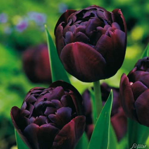 Tulpenzwiebeln Black Hero Dunkelrot-Schwarz - Blumenzwiebeln, mehrjährig & robust- Späte Tulpe Black Hero - 5 Tulpen-Zwiebeln von Garten Schlüter - Pflanzen in Top Qualität von Garten Schlüter
