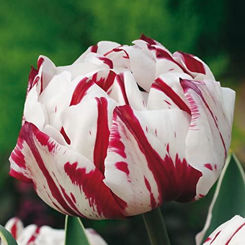 Tulpenzwiebeln Carneval de Nice Weiß-Rot - Blumenzwiebeln, mehrjährig & robust- Späte Tulpe Carneval de Nice - 5 Tulpen-Zwiebeln von Garten Schlüter - Pflanzen in Top Qualität von Garten Schlüter