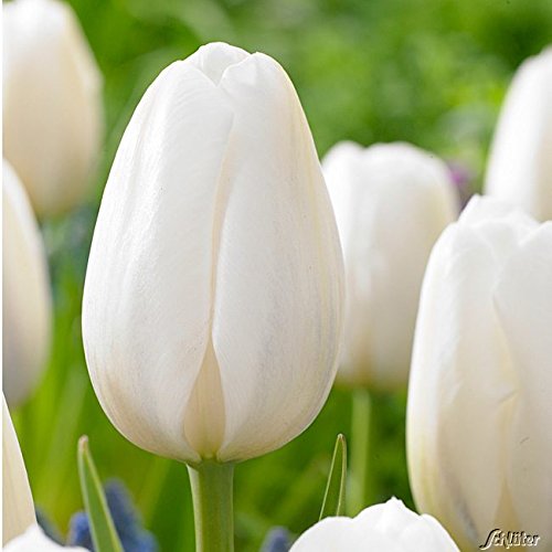 Tulpenzwiebeln Clearwater Schneeweiß - Blumenzwiebeln, mehrjährig & robust- Späte Tulpe Clearwater - 10 Tulpen-Zwiebeln von Garten Schlüter - Pflanzen in Top Qualität von Garten Schlüter