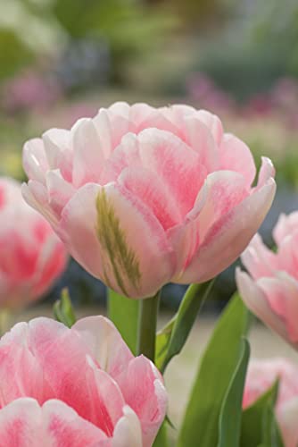 Tulpenzwiebeln Foxtrot Hellrosa - Blumenzwiebeln, mehrjährig & robust- Frühe Tulpe Foxtrot - 7 Tulpen-Zwiebeln von Garten Schlüter - Pflanzen in Top Qualität von Garten Schlüter