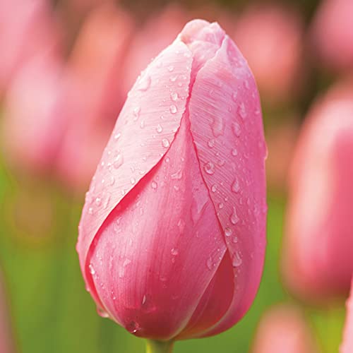 Tulpenzwiebeln Menton Rosa - Blumenzwiebeln, mehrjährig & robust- Späte Tulpe Menton - 10 Tulpen-Zwiebeln von Garten Schlüter - Pflanzen in Top Qualität von Garten Schlüter