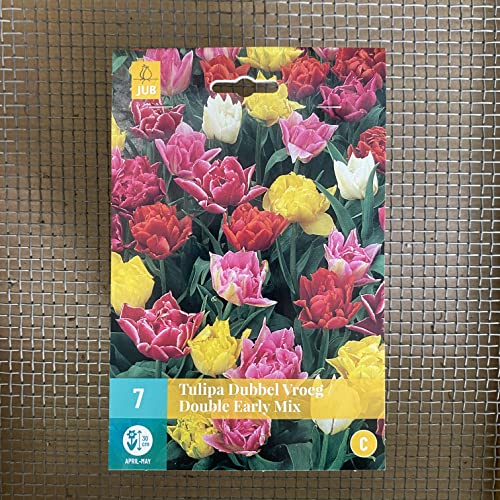 Tulpenzwiebeln Mischung Weiß, Orange, Rot und Gelb - Blumenzwiebeln, mehrjährig & robust- Frühe Tulpe Mischung - 7 Tulpen-Zwiebeln von Garten Schlüter - Pflanzen in Top Qualität von Garten Schlüter