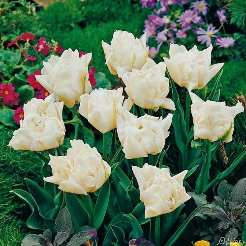 Tulpenzwiebeln Mondial Weiß - Blumenzwiebeln, mehrjährig & robust- Frühe Tulpe Mondial - 7 Tulpen-Zwiebeln von Garten Schlüter - Pflanzen in Top Qualität von Garten Schlüter