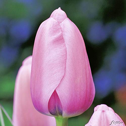Tulpenzwiebeln Pink Impression Lachsrosa - Blumenzwiebeln, mehrjährig & robust- Darwin-Hybrid Tulpe Pink Impression - 10 Tulpen-Zwiebeln von Garten Schlüter - Pflanzen in Top Qualität von Garten Schlüter
