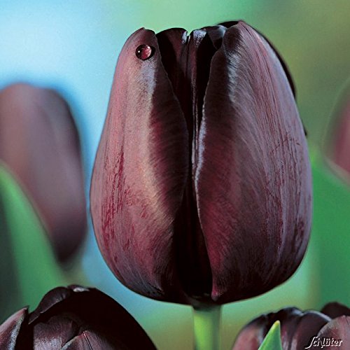 Tulpenzwiebeln Queen of Night Dunkel Purpur-Violett - Blumenzwiebeln, mehrjährig & robust- Späte Tulpe Queen of Night - 7 Tulpen-Zwiebeln von Garten Schlüter - Pflanzen in Top Qualität von Garten Schlüter