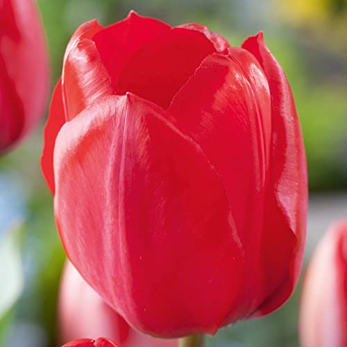 Tulpenzwiebeln Red Impression Rot - Blumenzwiebeln, mehrjährig & robust- Darwin-Hybrid Tulpe Red Impression - 10 Tulpen-Zwiebeln von Garten Schlüter - Pflanzen in Top Qualität von Garten Schlüter
