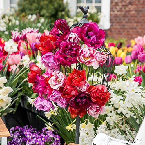 Tulpenzwiebeln Rosentulpen Mischung Blumenzwiebeln, mehrjährig + robust - Frühe Tulpe stark gefüllt - 17 Tulpen-Zwiebeln von Garten Schlüter - Pflanzen in Top Qualität von Garten Schlüter