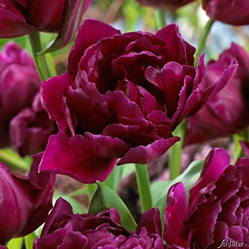 Tulpenzwiebeln Showcase Dunkelviolett - Blumenzwiebeln, mehrjährig & robust- Frühe Tulpe Showcase - 7 Tulpen-Zwiebeln von Garten Schlüter - Pflanzen in Top Qualität von Garten Schlüter