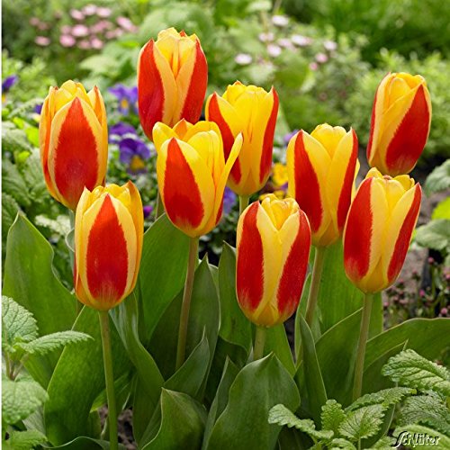 Tulpenzwiebeln Stresa Gelb-Rot - Blumenzwiebeln, mehrjährig & robust- Botanische Tulpe Stresa - 7 Tulpen-Zwiebeln von Garten Schlüter - Pflanzen in Top Qualität von Garten Schlüter