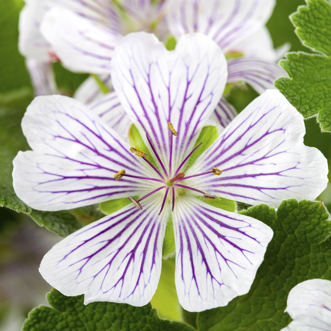 Veränderlicher Storchschnabel von Garten Schlüter