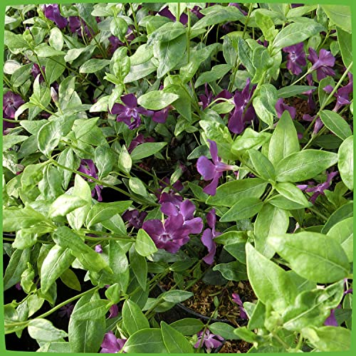 Vinca minor 'Atropurpurea' - Rotes Immergrün 'Atropurpurea' - Bodendecker mit dunkel-kaminroten Blüten: unverwüstlich, winterhart - 1 Pflanze im Topf von Garten Schlüter - Pflanzen in Top Qualität von Garten Schlüter