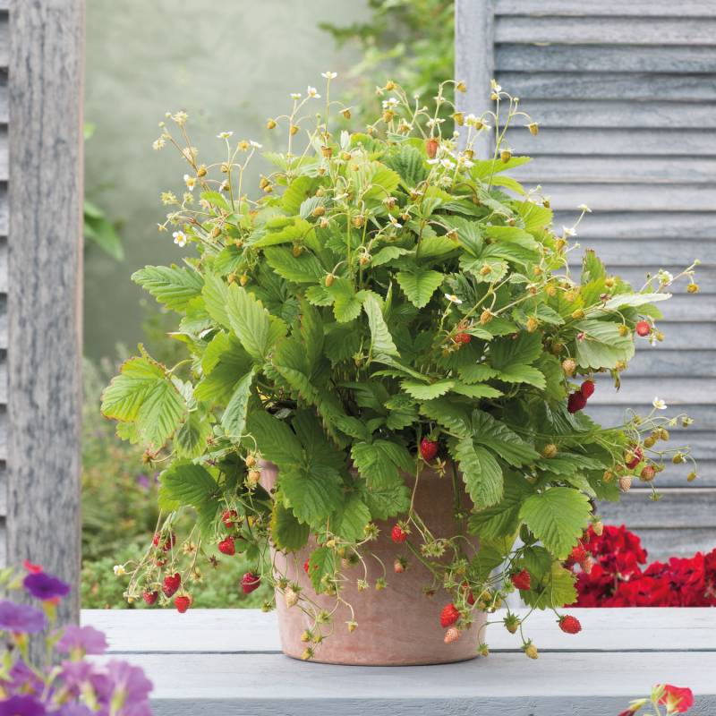 Wald-Erdbeere Lieferform: Im 9 cm Topf von Garten Schlüter