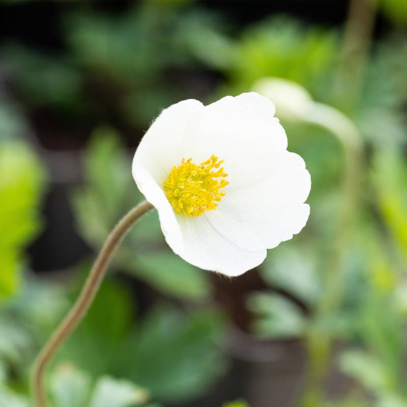 Wald-Windröschen Wald-Windröschen von Garten Schlüter