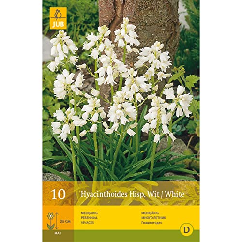 Waldhyazinthe 'Weiß' - 10 Stück von Garten Schlüter