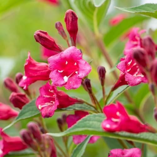 Weigelie 'Bristol Ruby' Weigela viele rubinrote Blüten von Mai-Juli 80-100cm im 3 Liter Topf von Garten Schlüter