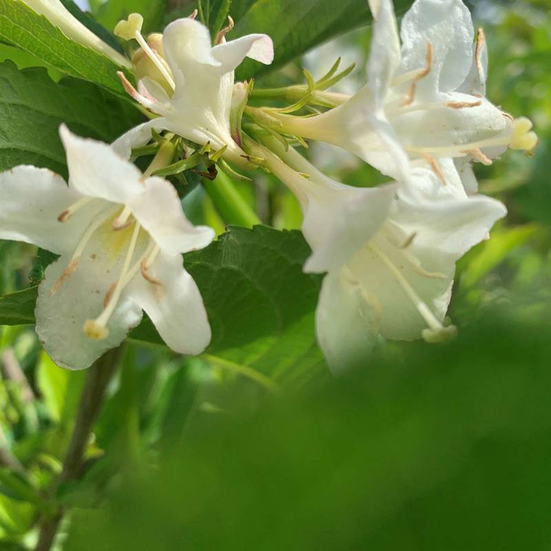 Weigelie &#039;Snowflake&#039; C5 60 - 100 Liefergröße: 60 - 100 cm, gestäbt von Garten Schlüter