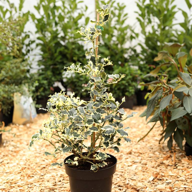 Weißbunte Stechpalme 'Argentea Marginata' 7,5 Liter, 80 - 100 cm Liefergröße: 80 - 100 cm Weißbunte Stechpalme 'Argentea Marginata' 7,5 Liter, 80 - 100 cm Liefergröße: 80 - 100 cm von Garten Schlüter