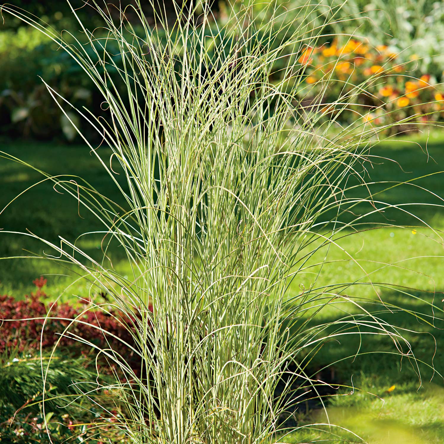 Weißbuntes Chinaschilf 'Morning Light' Tb9 Lieferform: Im 0,5 Liter Topf Weißbuntes Chinaschilf 'Morning Light' Tb9 Lieferform: Im 0,5 Liter Topf von Garten Schlüter