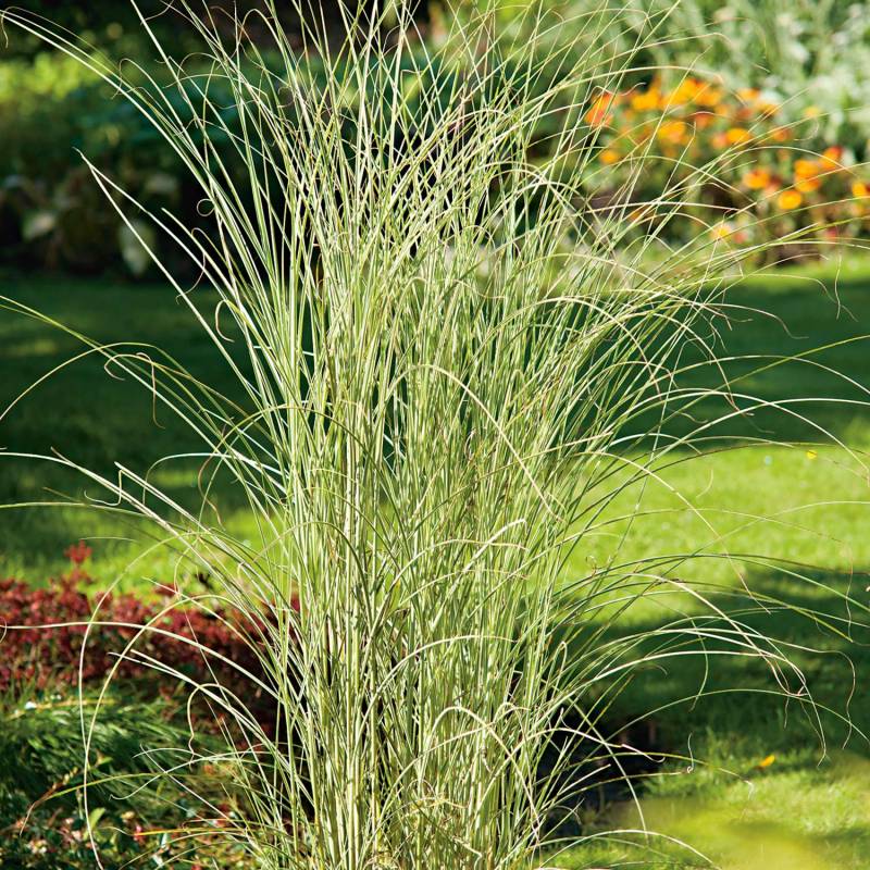 Weißbuntes Chinaschilf &#039;Morning Light&#039; Tb9 Lieferform: Im 0,5 Liter Topf von Garten Schlüter