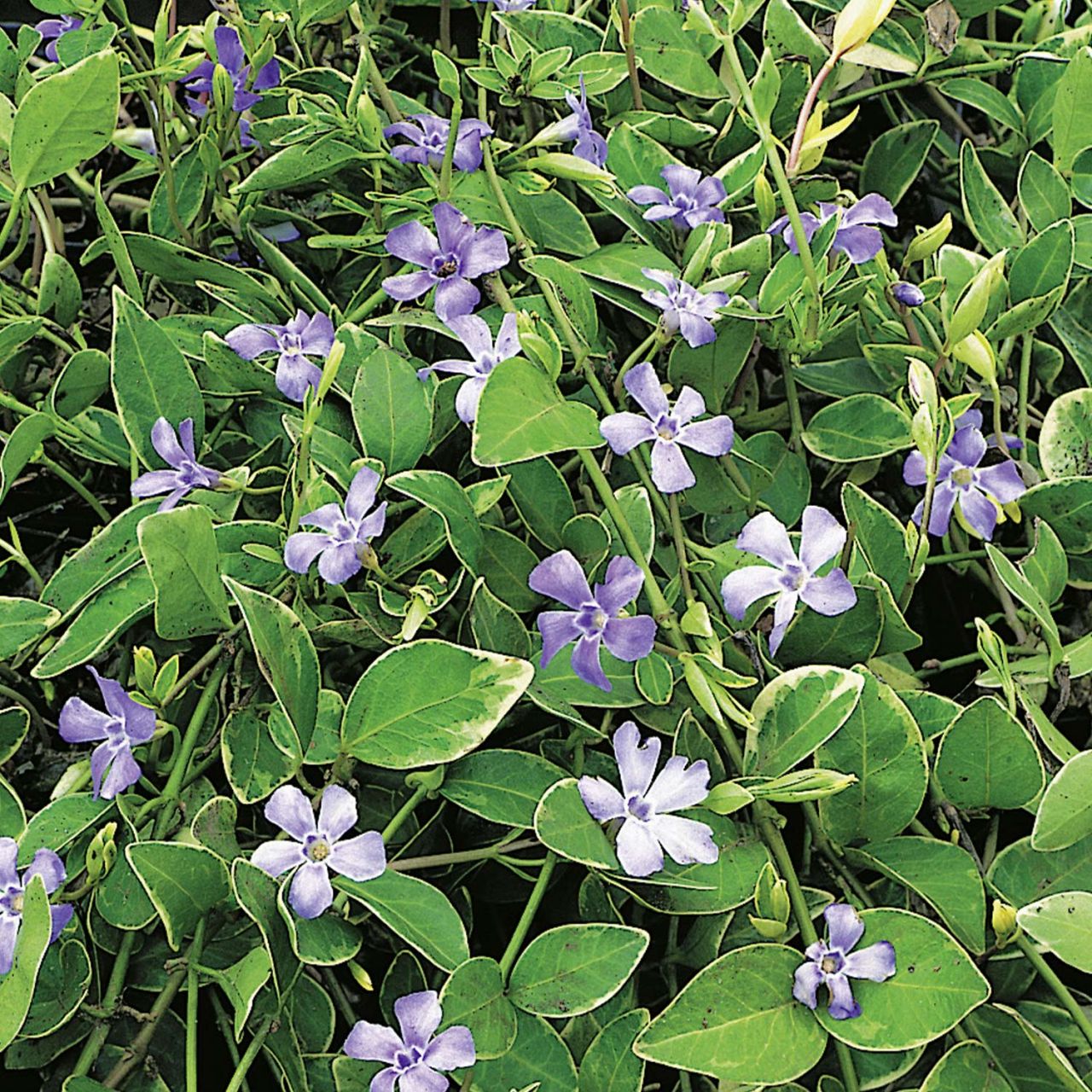 Weißbuntes Immergrün 'Variegata' von Garten Schlüter