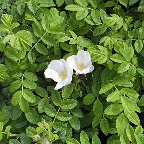 Weiße Hagebutte Syltrose Apfelrose Rosa rugosa Alba Dünenrose pflegeleicht undurchdringlich Heckenpflanze Insektennährgehölz Vogelnährgehölz (Im 3 Liter Topf 30-40cm) von Garten Schlüter