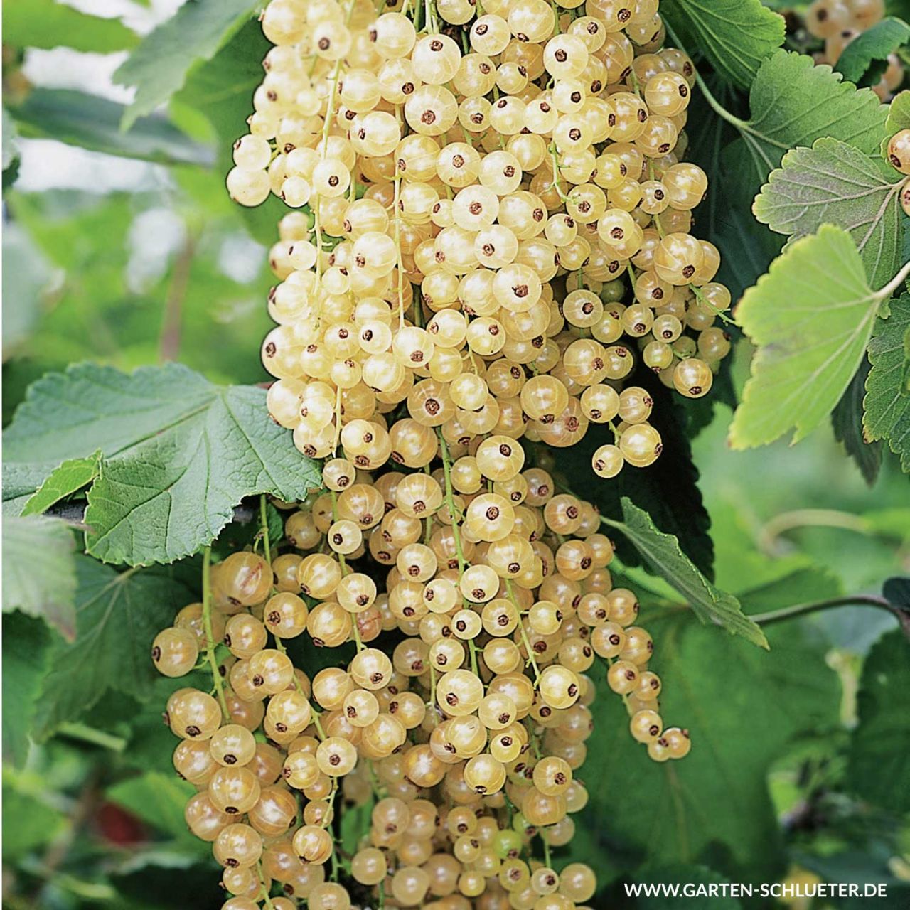 Weiße Johannisbeere 'Blanka' - Busch von Garten Schlüter