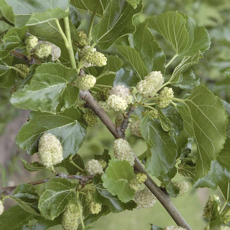Weiße Maulbeere Liefergröße:  60 - 100 cm von Garten Schlüter