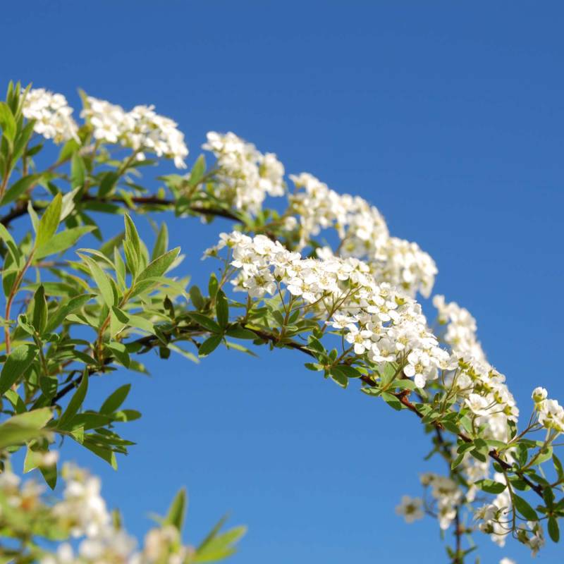 Weiße Rispenspiere 'Grefsheim' 5 Liter Container, 60 - 80 cm Liefergröße: 60 - 100 cm Weiße Rispenspiere 'Grefsheim' 5 Liter Container, 60 - 80 cm Liefergröße: 60 - 100 cm von Garten Schlüter