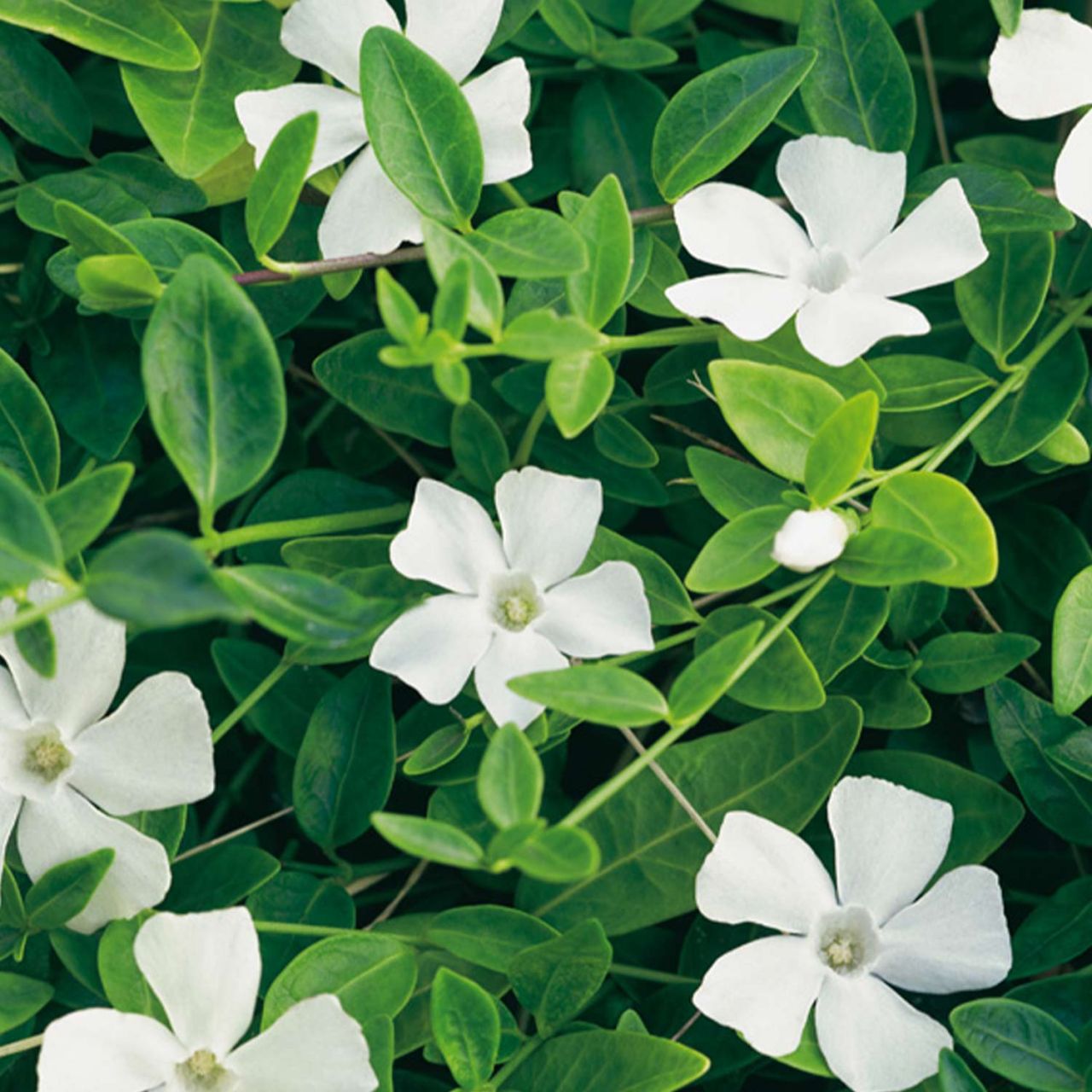 Weißes Immergrün 'Alba' von Garten Schlüter
