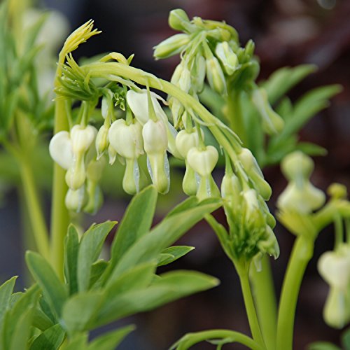 Weißes Tränendes Herz 'Alba' - Dicentra spectabilis - Im 3 Liter Container - Eine Qualitäts-Pflanze von Garten Schlüter von Garten Schlüter