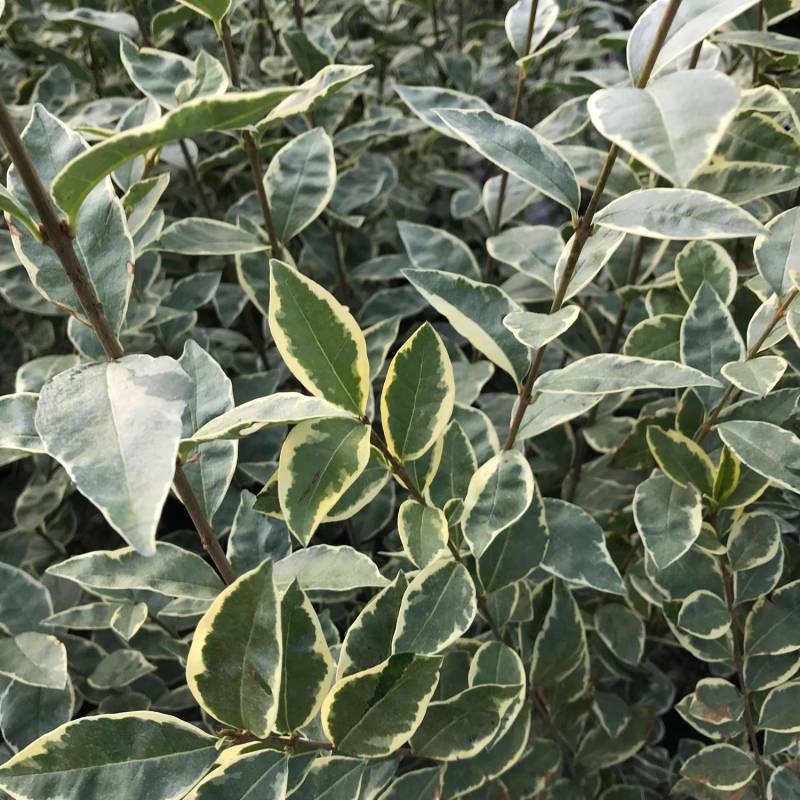 Weißgerandeter Liguster &#039;Argenteum&#039; 3 Liter Container, 40 - 60 cm Liefergröße: 40 - 60 cm von Garten Schlüter