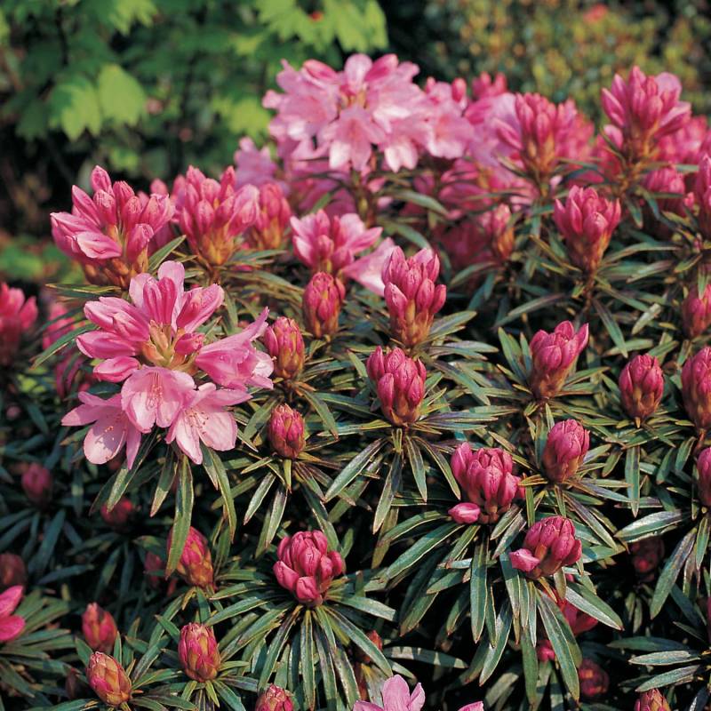 Wild-Rhododendron &#039;Graziella&#039;, 5 - 7,5 Liter, 40 - 50 cm Liefergröße: 40 - 50 cm von Garten Schlüter