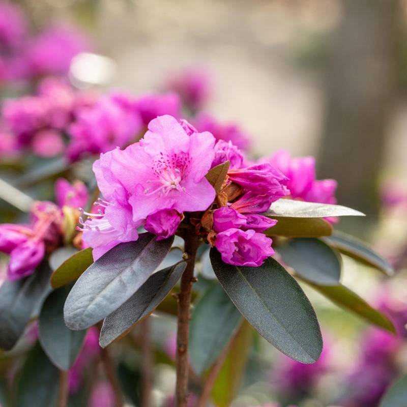 Wild-Rhododendron &#039;P. J. M. Elite&#039; (frühblühend) Liefergröße: 30-40 cm hoch von Garten Schlüter