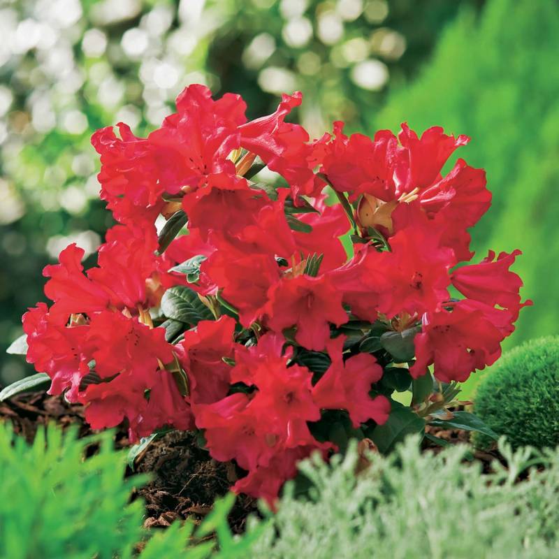 Wild-Rhododendron &#039;Scarlet Wonder&#039;, 2 - 3 Liter, 25 - 30 cm Liefergröße: 25 - 30 cm von Garten Schlüter