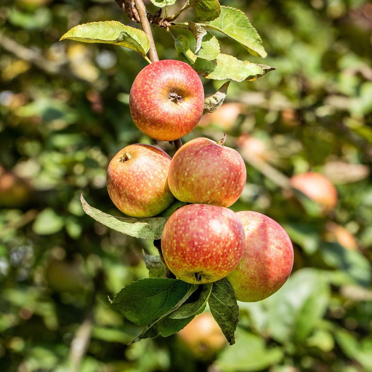 Winterapfel 'Altländer Pfannkuchenapfel' / 'Echter Pfannkuchenapfel... von Garten Schlüter