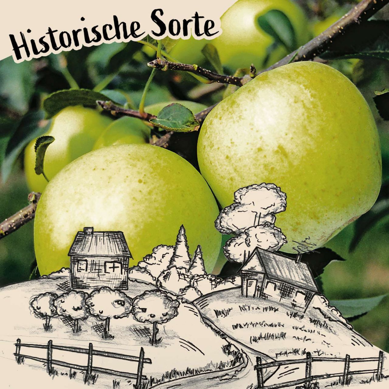 Winterapfel 'Riesenboiken' von Garten Schlüter