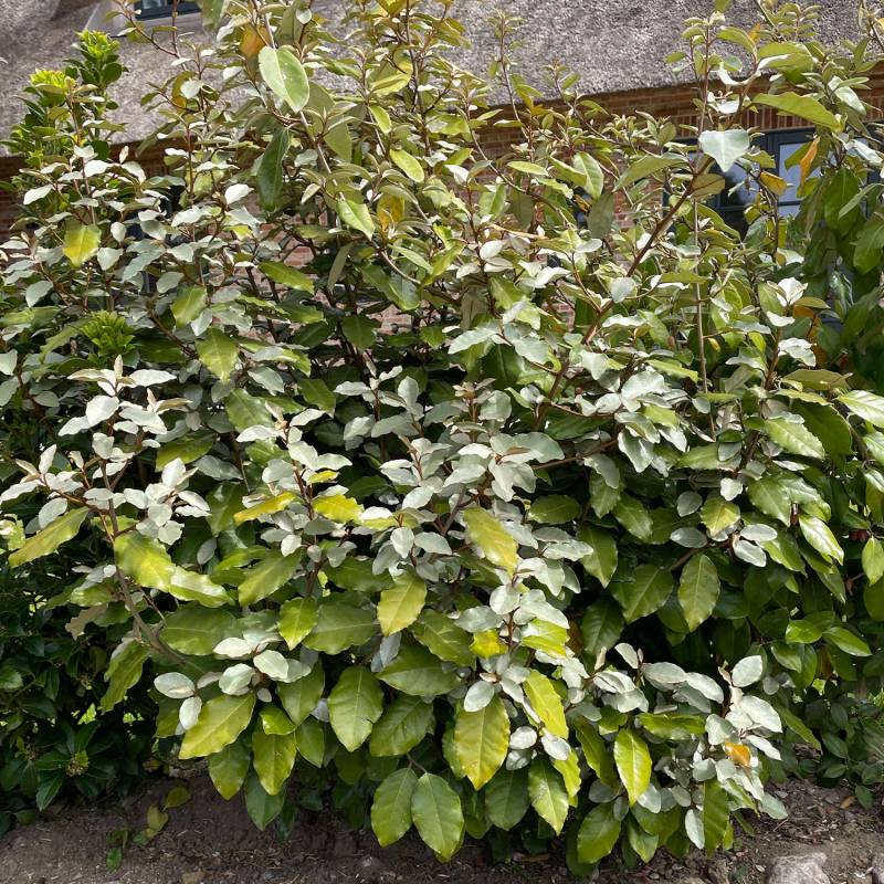 Wintergrüne Ölweide 'Compacta' C20 125 - 150 Liefergröße: 125 - 150 cm Wintergrüne Ölweide 'Compacta' C20 125 - 150 Liefergröße: 125 - 150 cm von Garten Schlüter
