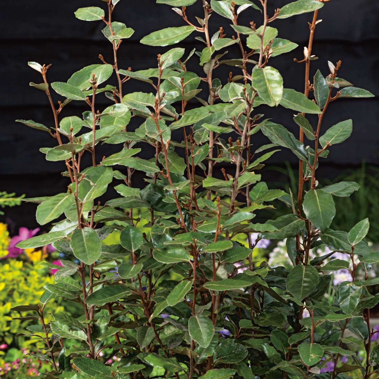 Wintergrüne Ölweide 'Compacta' von Garten Schlüter