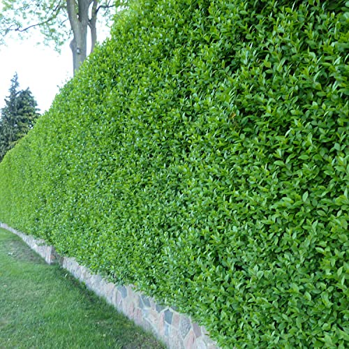 Wintergrüner Liguster Atrovirens - Ligustrum vulgare als Ligusterhecke - schnellwachsend pflegeleicht robust immergrün - Heckenpflanze - 60-100 cm geliefert im Container von Garten Schlüter