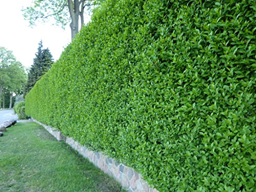 Wintergrüner Liguster Atrovirens - Ligustrum vulgare als Ligusterhecke - schnellwachsend pflegeleicht robust immergrün - Heckenpflanze von Garten Schlüter - geliefert im Container von Garten Schlüter