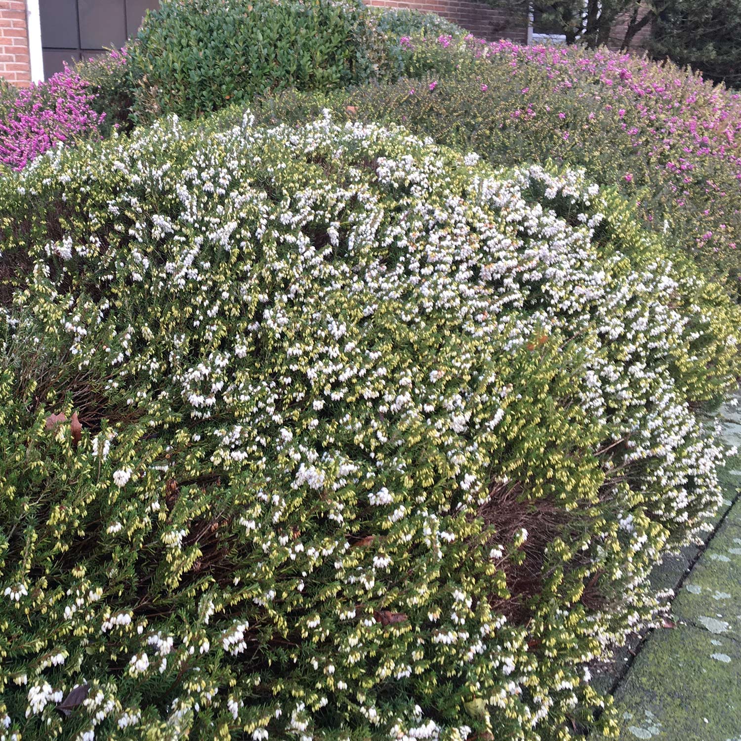 Winterheide - weiß Liefergröße: 10-15 hoch von Garten Schlüter