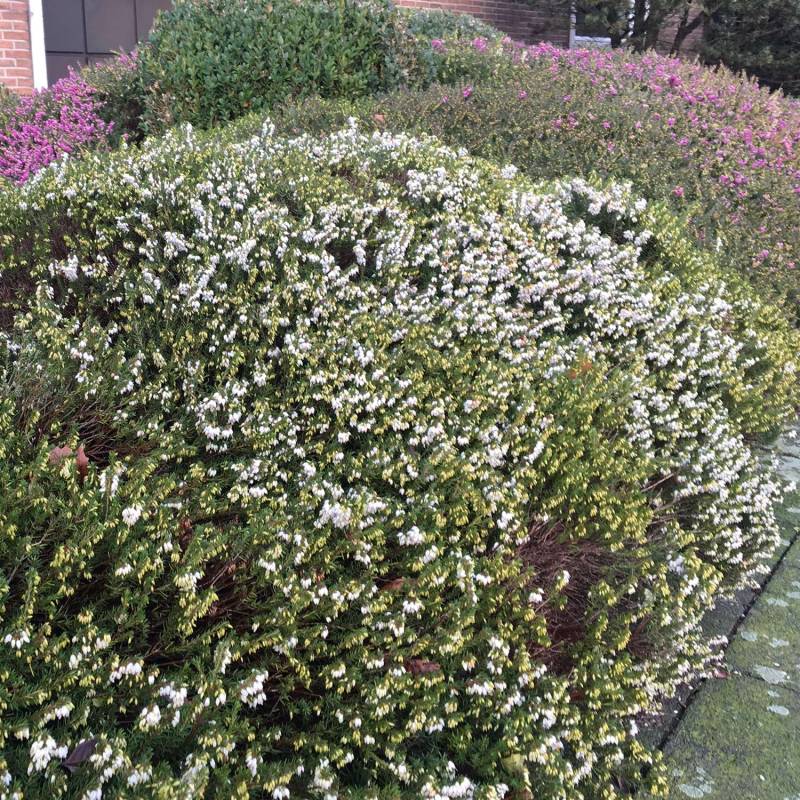 Winterheide - weiß Liefergröße: 10-15 hoch von Garten Schlüter