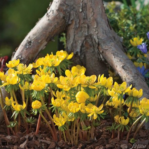 Winterlinge Eranthis cilicica gelbe Winterblüher zur Verwilderung geeignet 5-10 cm hoch (30 Stück) von Garten Schlüter