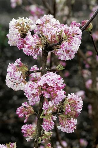 Winterschneeball Charles Lamont - Viburnum bodnantense - Winterblüher rosa Zierstrauch - von Garten Schlüter - Pflanzen in Top Qualität (40-60 cm) von Garten Schlüter