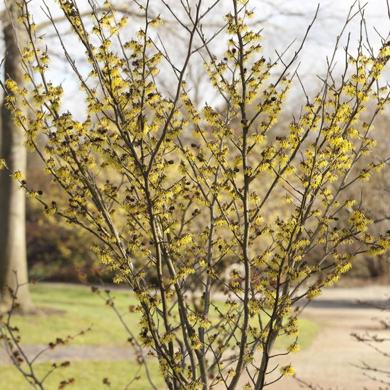 Zaubernuss &#039;Arnold Promise&#039; 3 - 5 Liter, 60 - 80 cm Liefergröße: 60 - 80 cm von Garten Schlüter