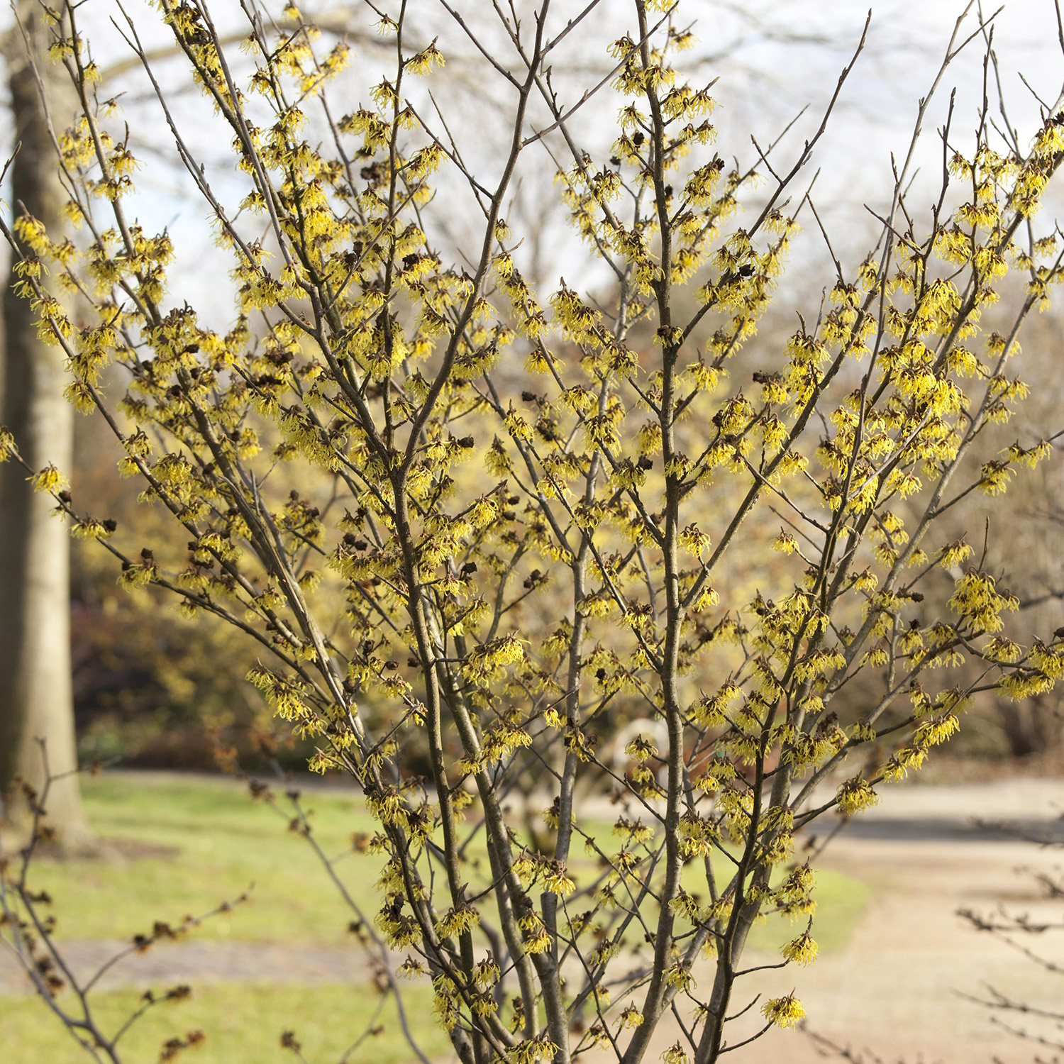 Zaubernuss &#039;Arnold Promise&#039; Container, 3 - 5 Liter, 30 - 40 cm Liefergröße: 30 - 40 cm von Garten Schlüter